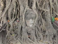 Buddha's head in tree roots