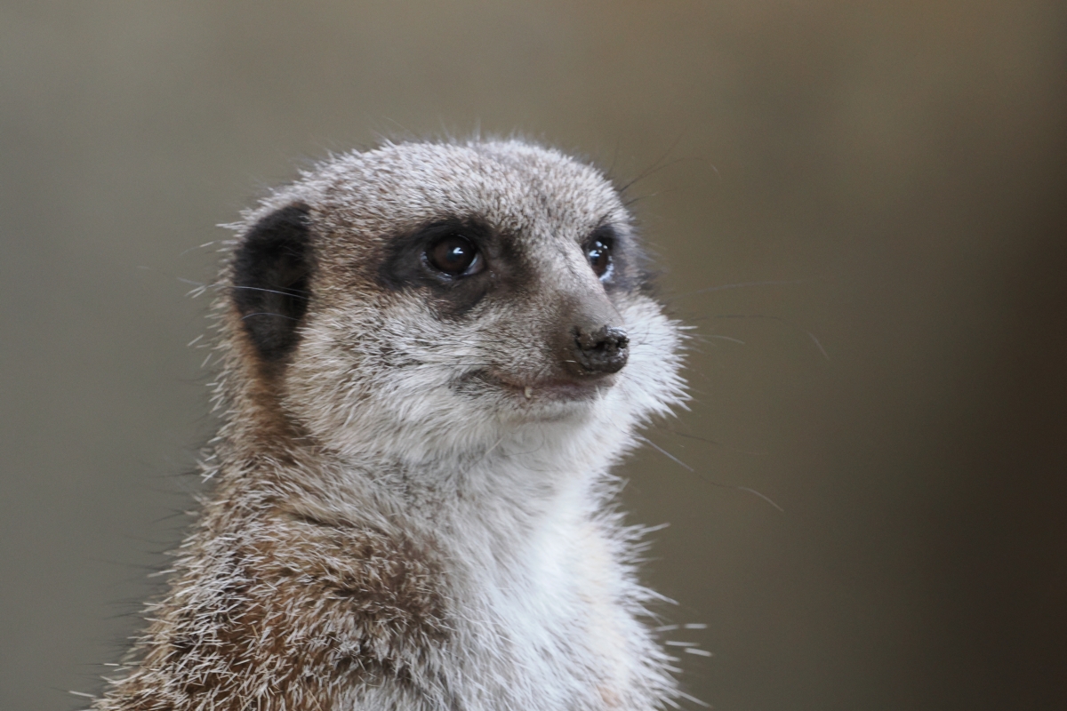 Meercat at Calgary zoo