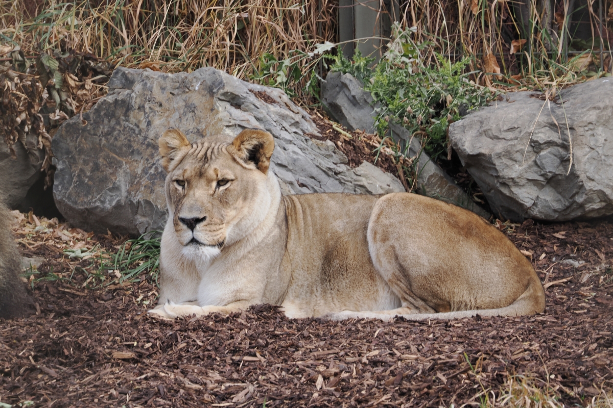 Lioness at Calgary zoo through a chainlink fence