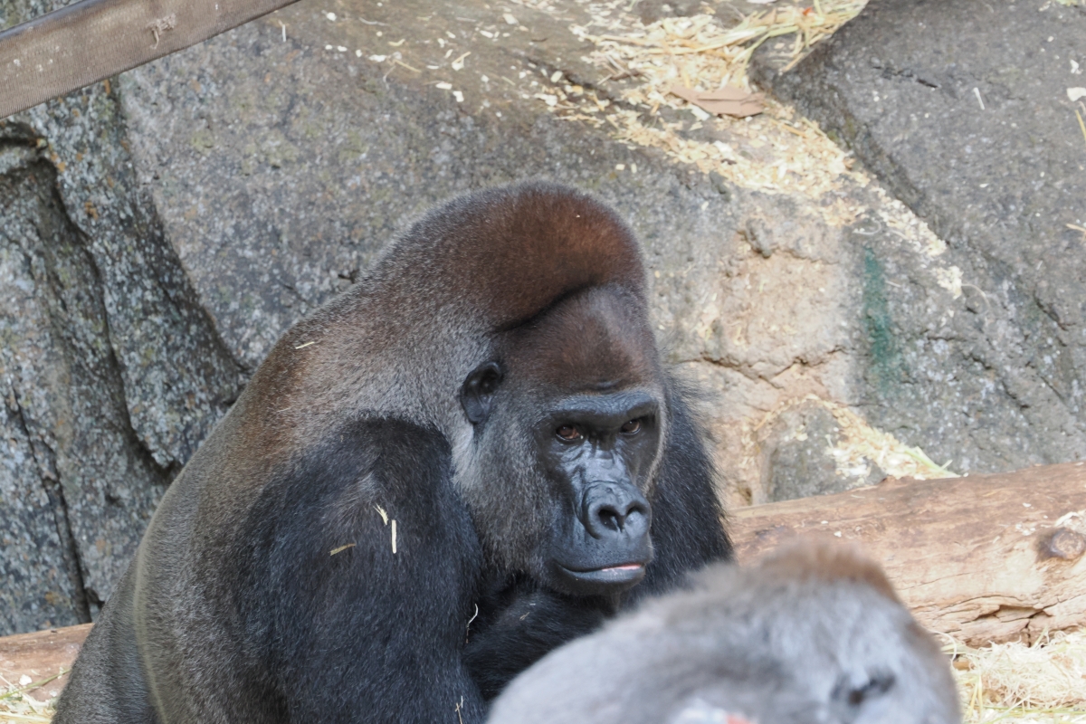 Western Lowland Gorilla at Calgary zoo