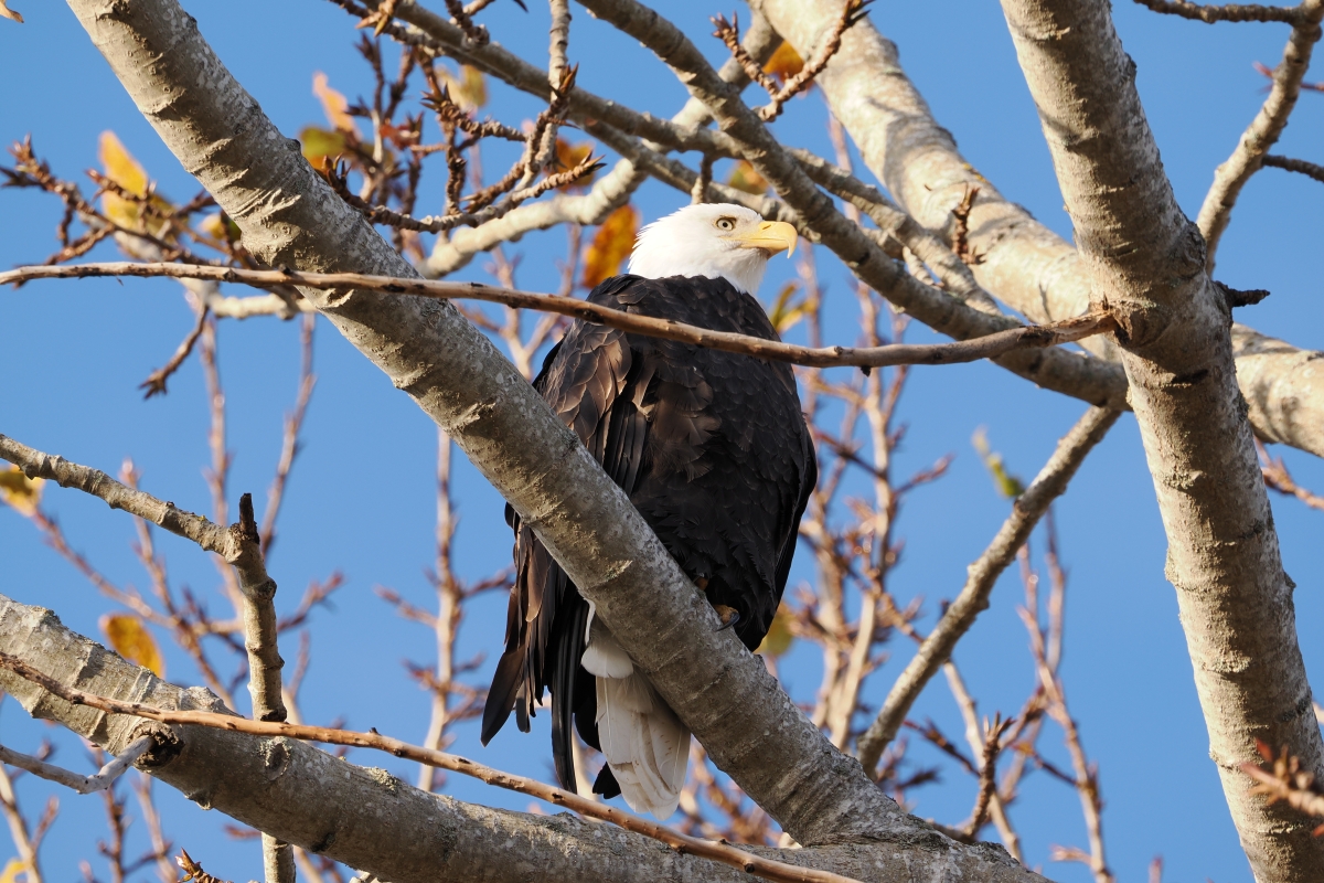 Bald Eagle near Swan Lake, Victoria