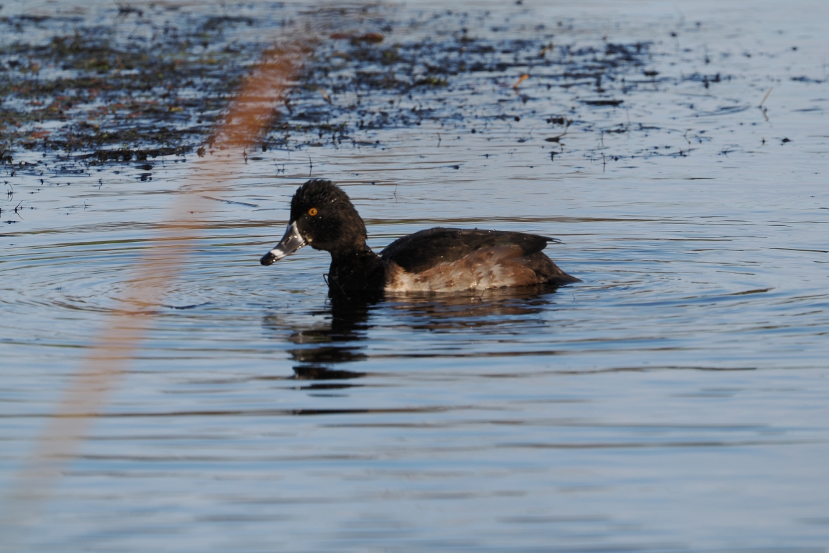 I think this is a Ring Necked duck. Swan Lake, Victoria
