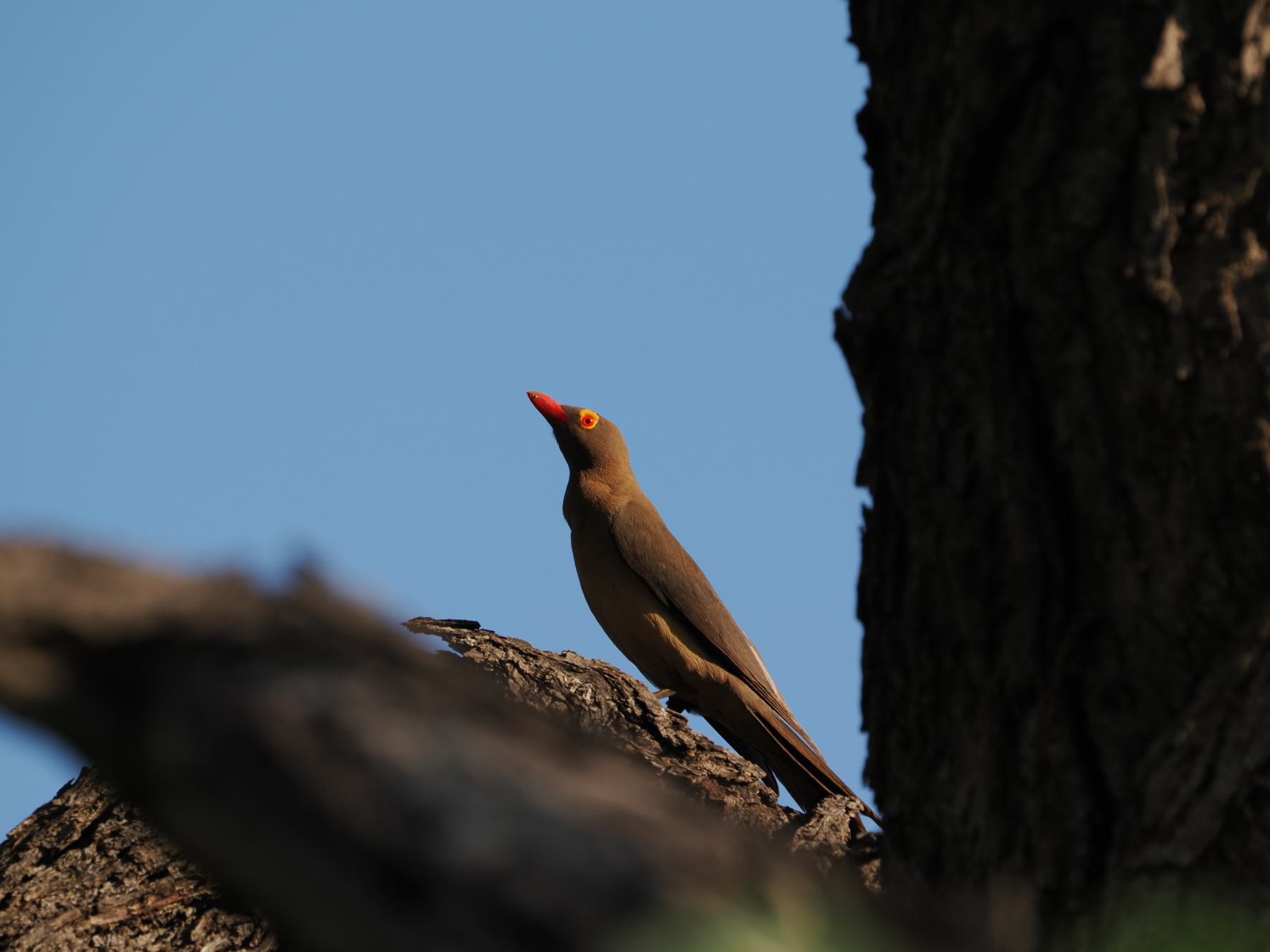 Red billed oxpecker - you see these on all the large mammals eating fleas/ ticks