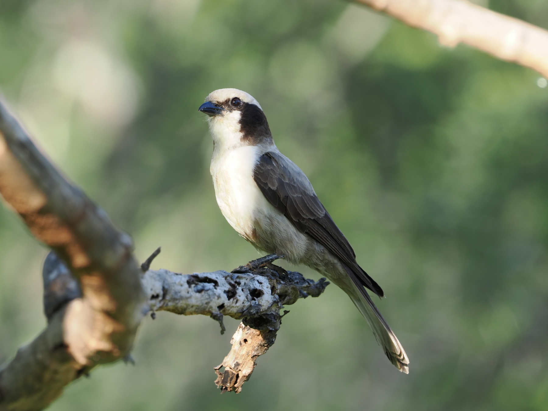 Southern white crowned shrike