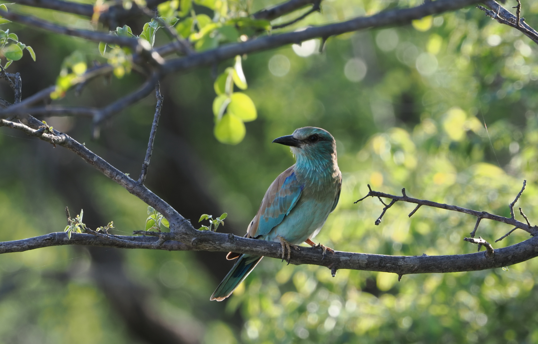 European roller