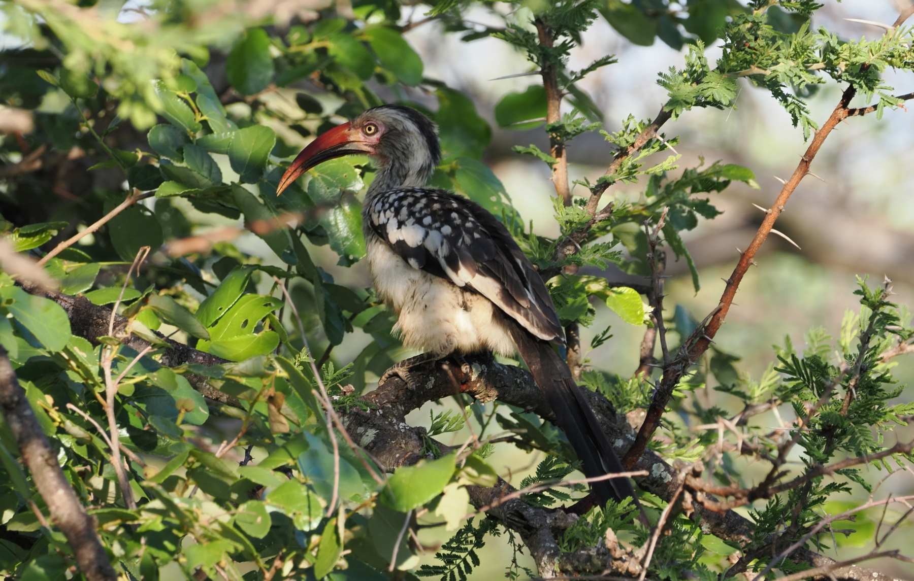 Southern red-billed hornbill