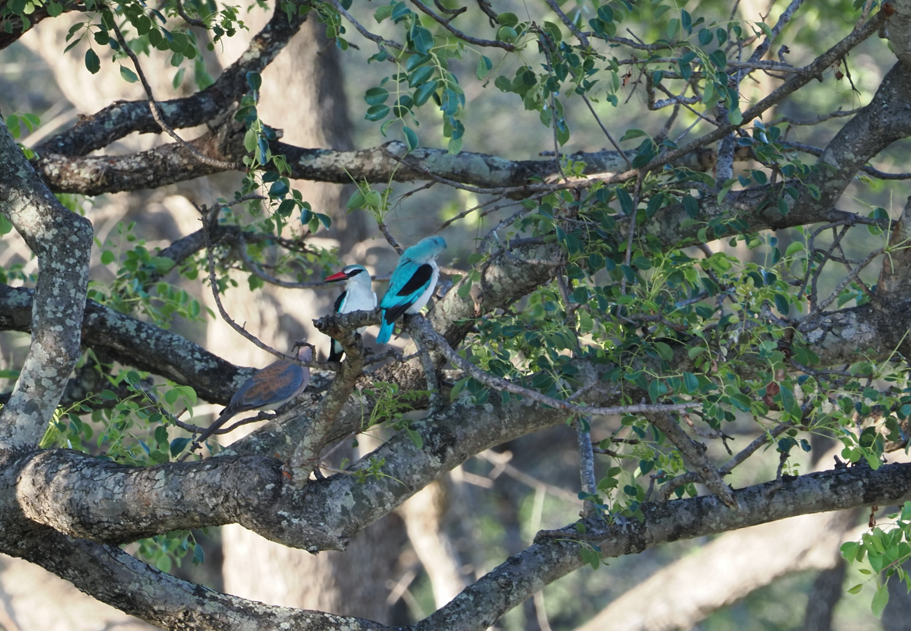 Woodland kingfisher
