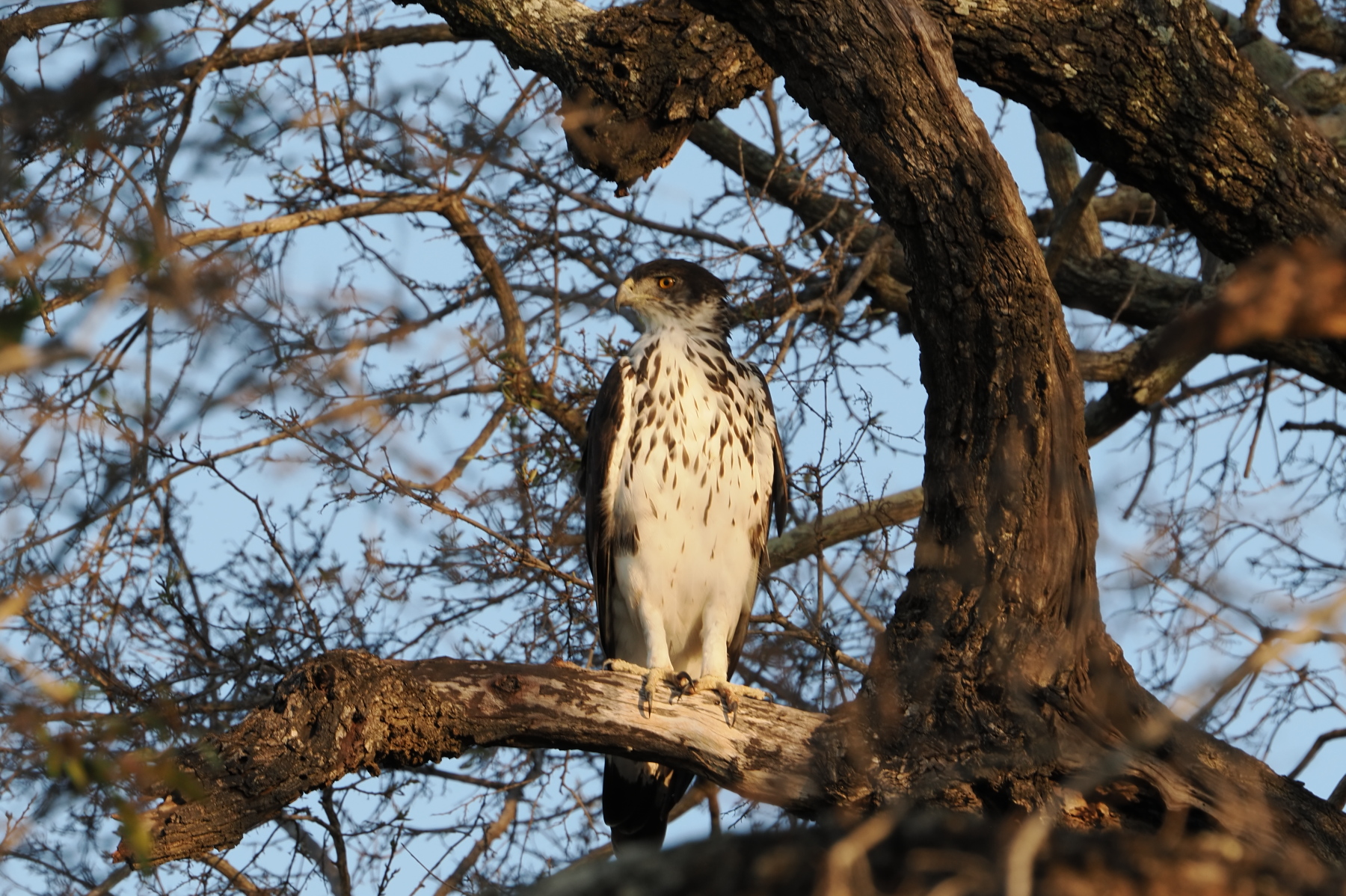 African hawk eagle