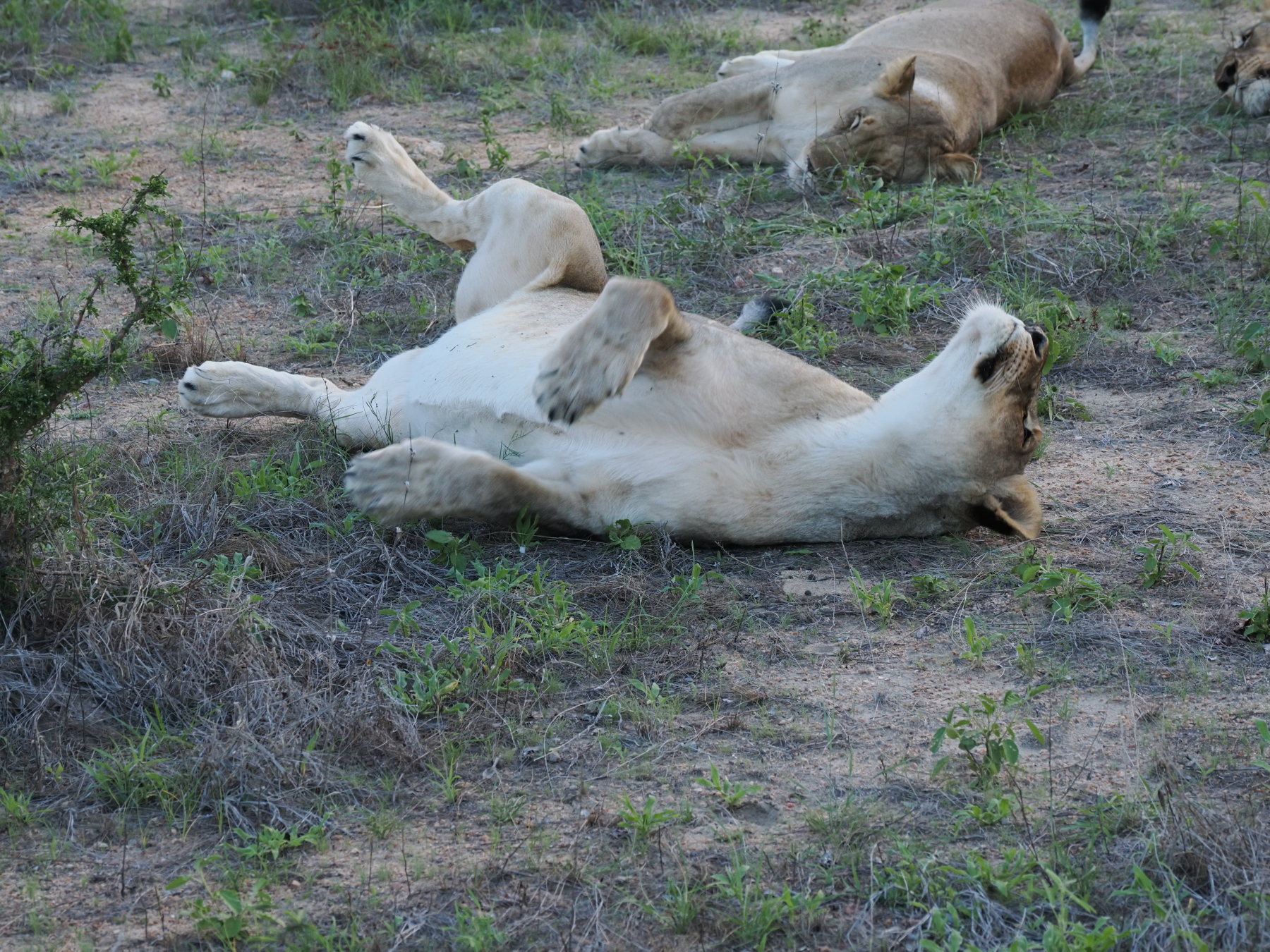 I ate too much again!