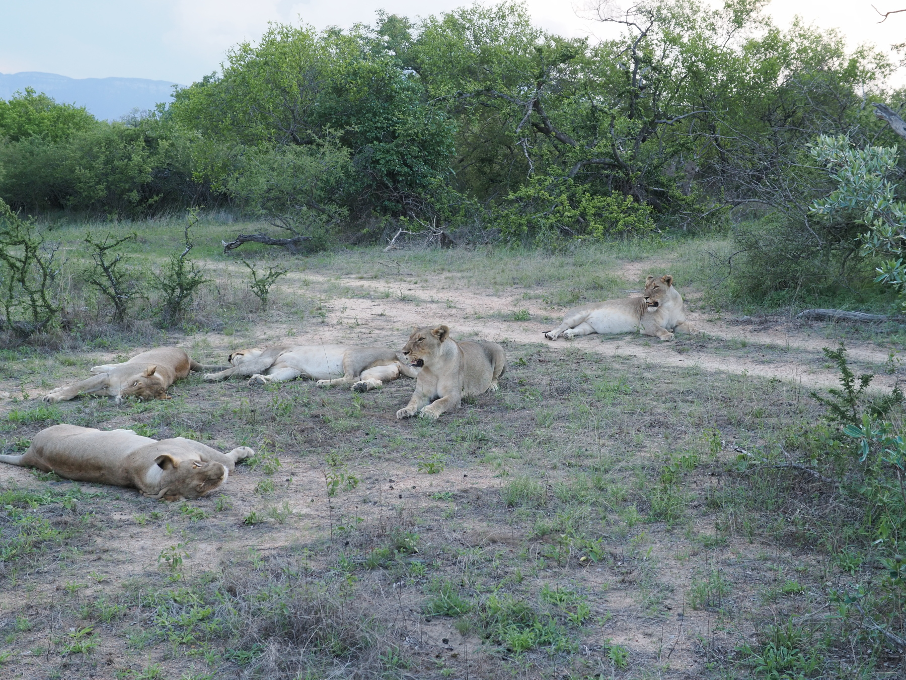 5 full lionesses