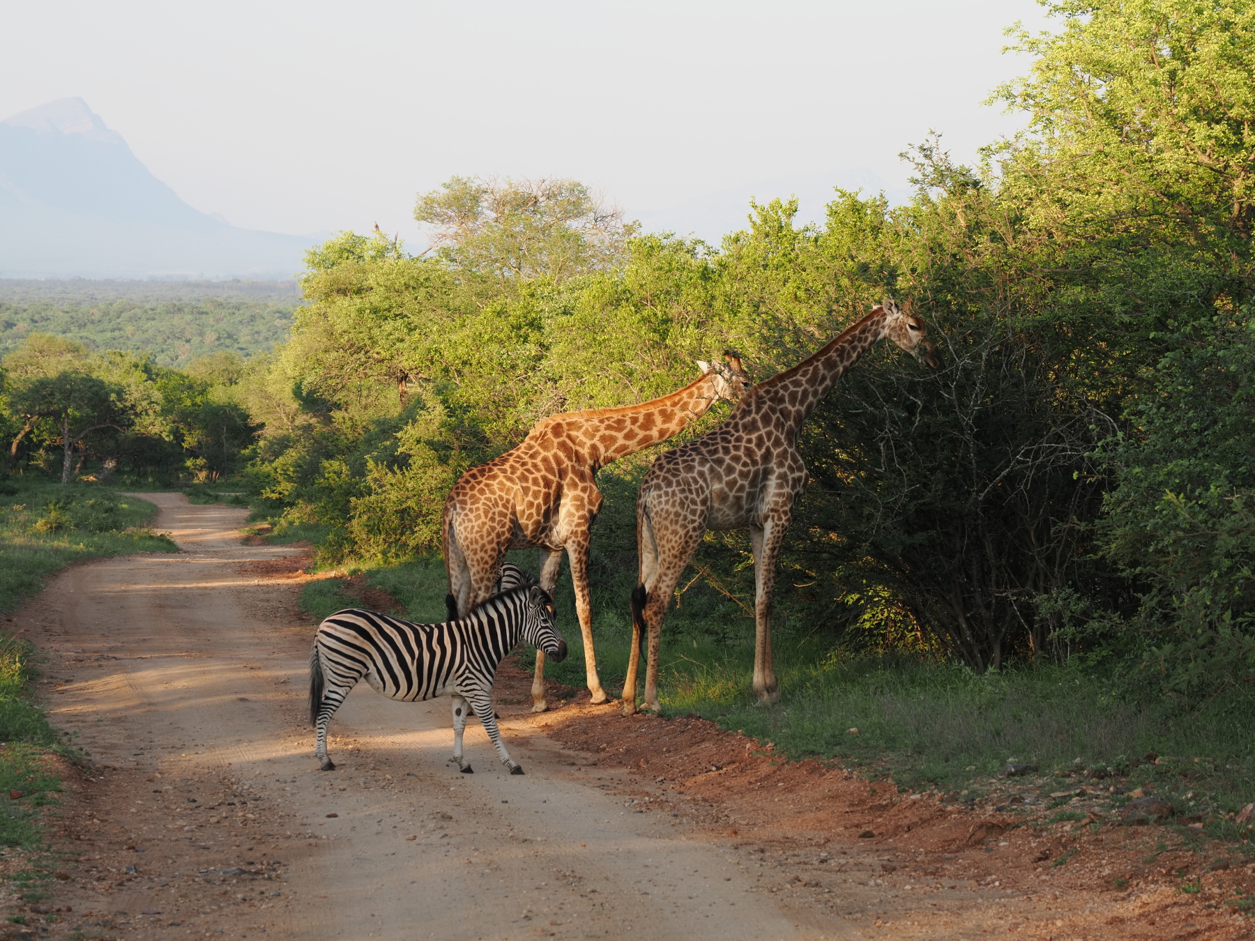 morning game drive