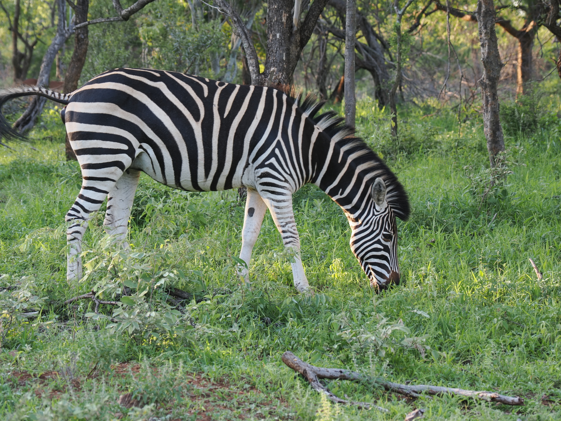 Zebra (Burchill's Zebra according to google lens)