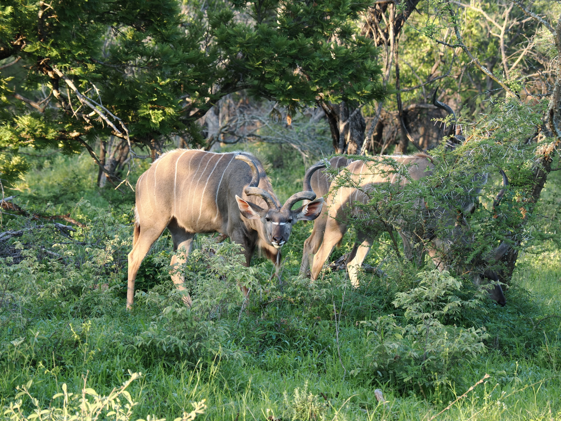 Lesser Kudu