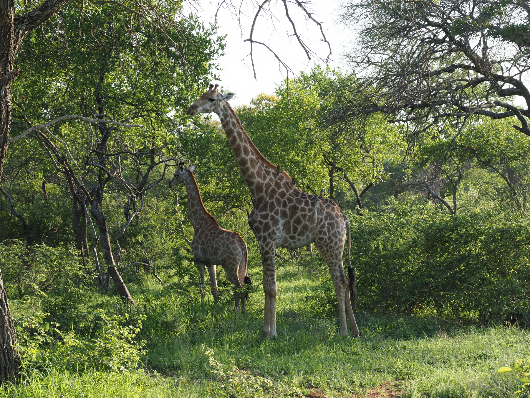 Southern giraffe - Mother and child