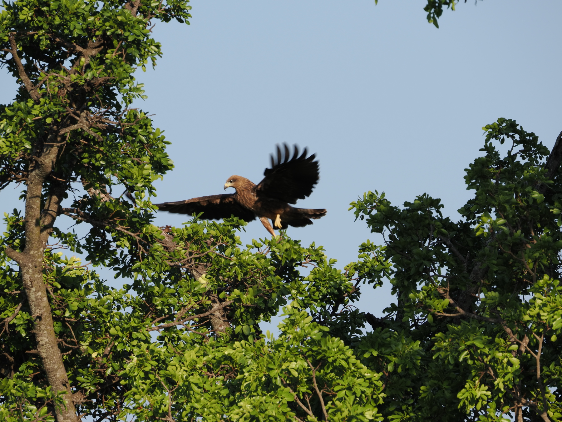 Yellow billed kite
