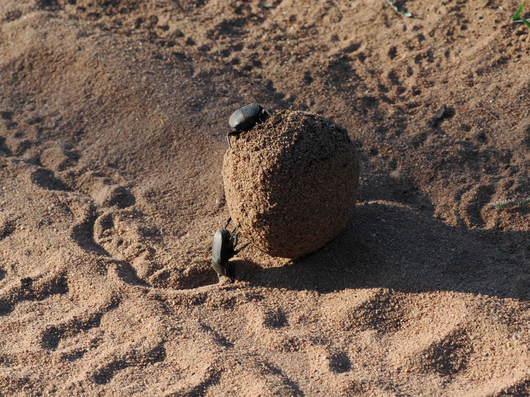The female dung beetle hitches a ride while the male rolls the baseball sized dung