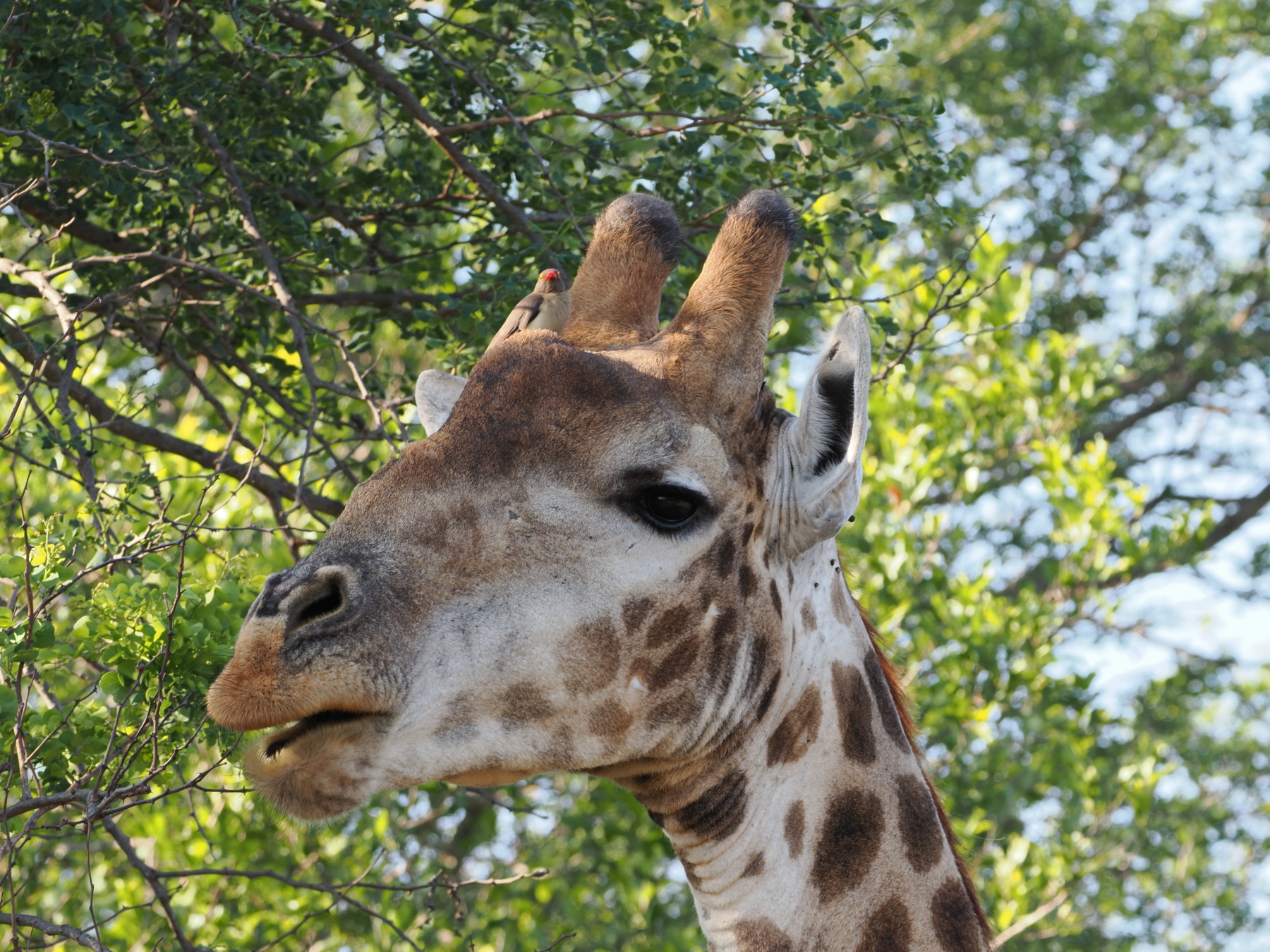 Southern Giraffe - look for the oxpecker near its right horn