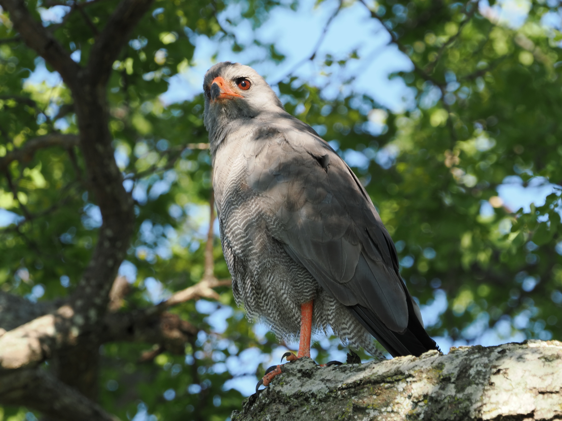 Pale chanting goshawk