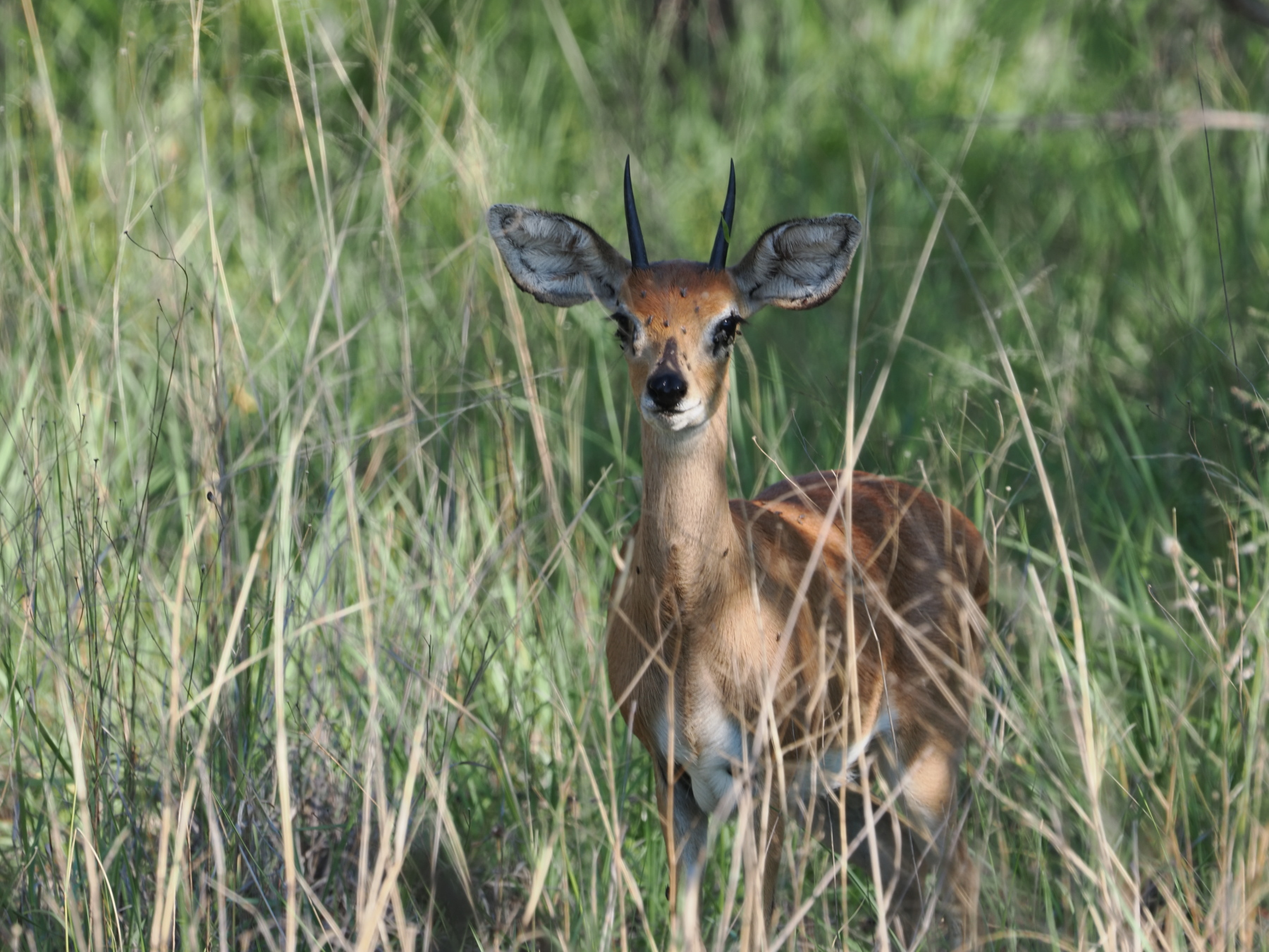 Steenbok (an antelope) . Those are flies on its face