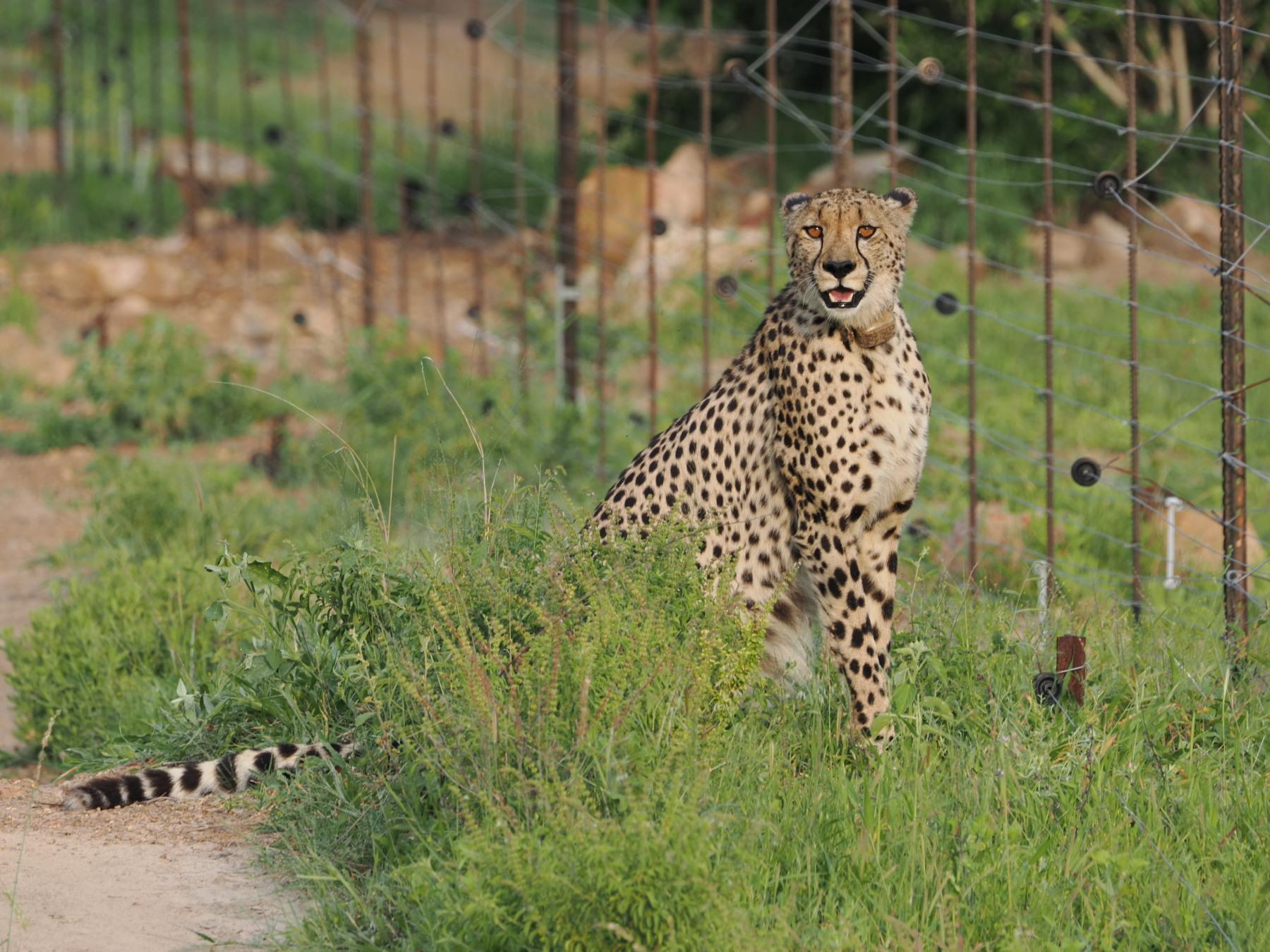 Disappointed cheetah at the electric fence