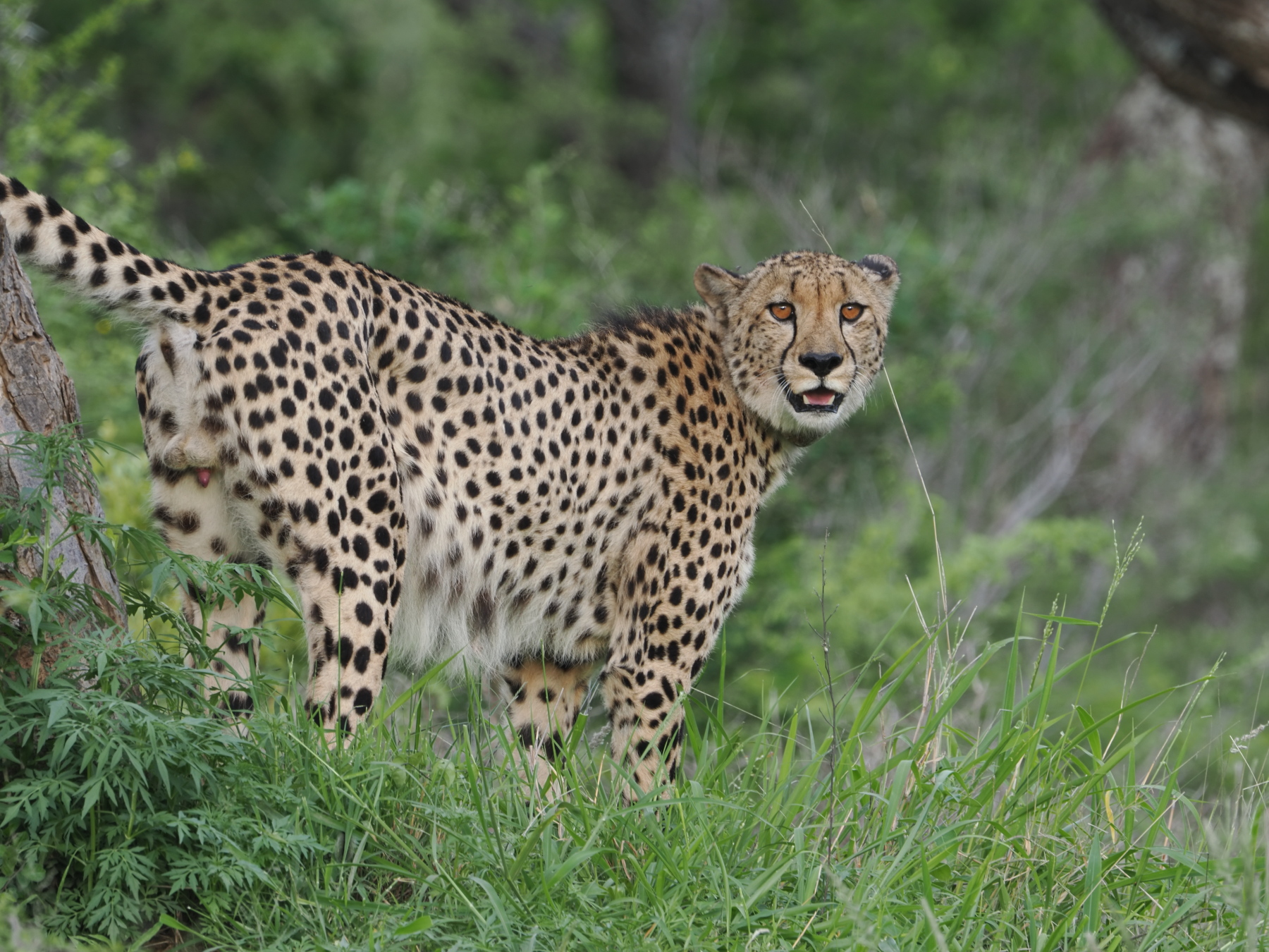 Marking its territory