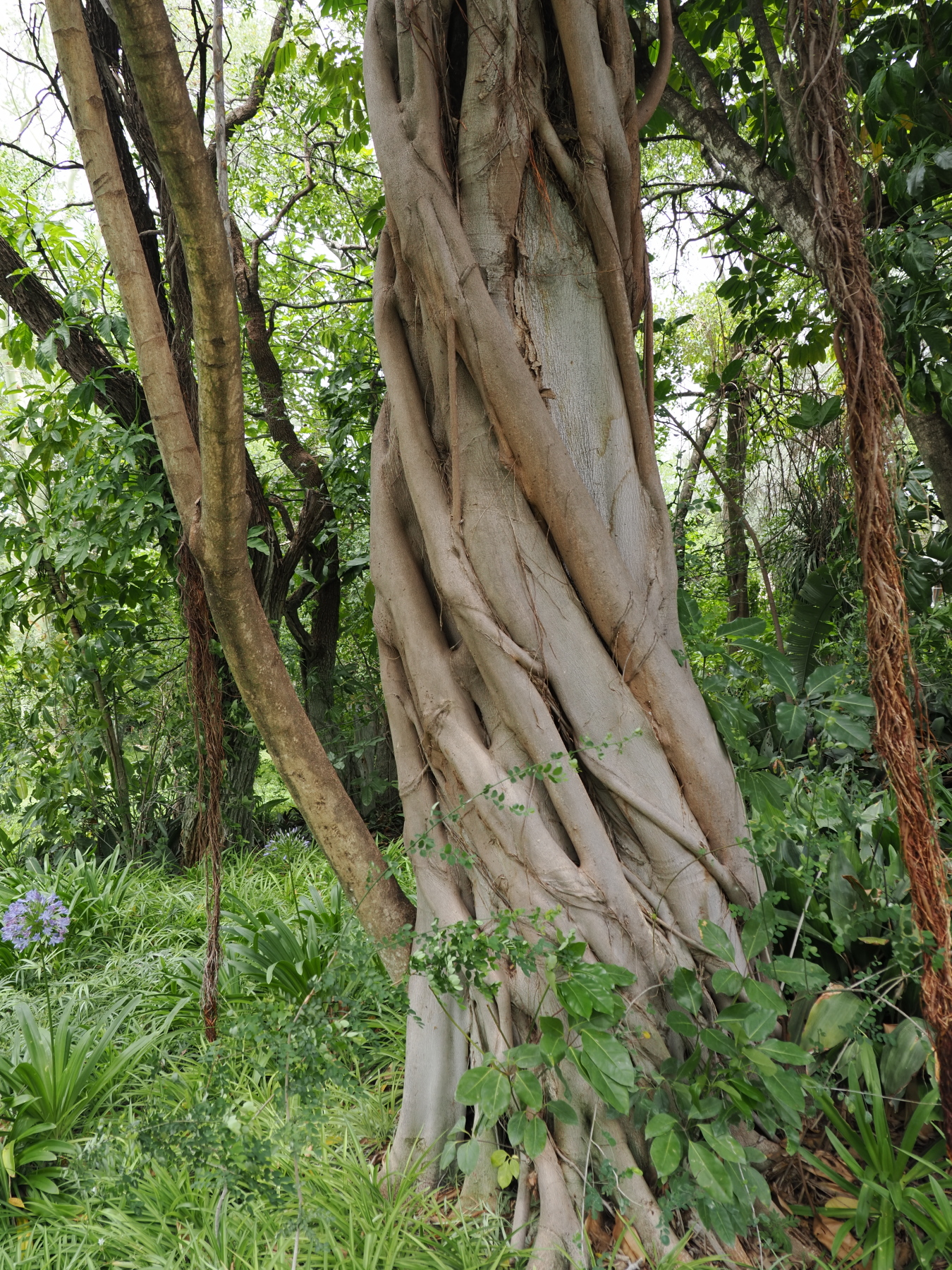Strangling fig tree on the lodge grounds