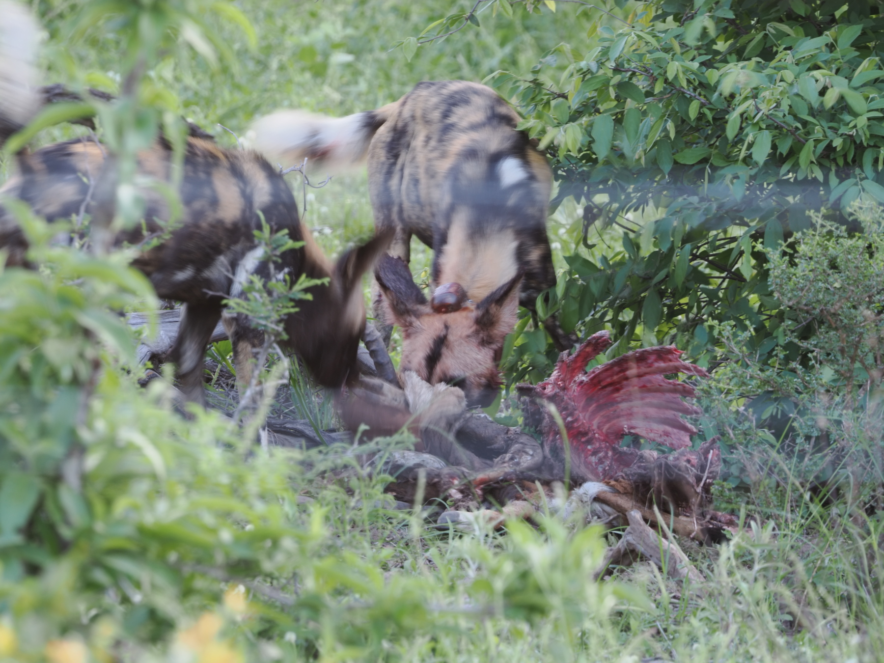 African wild dogs with a former impala