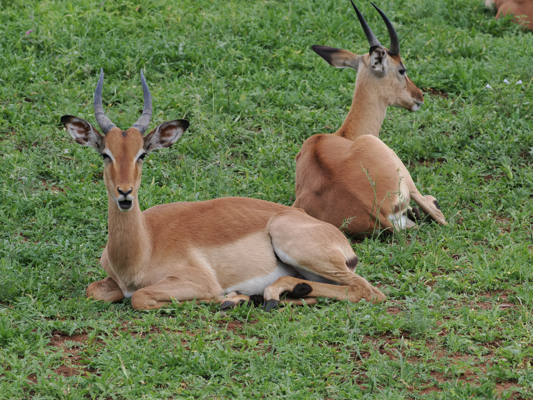 male impalas