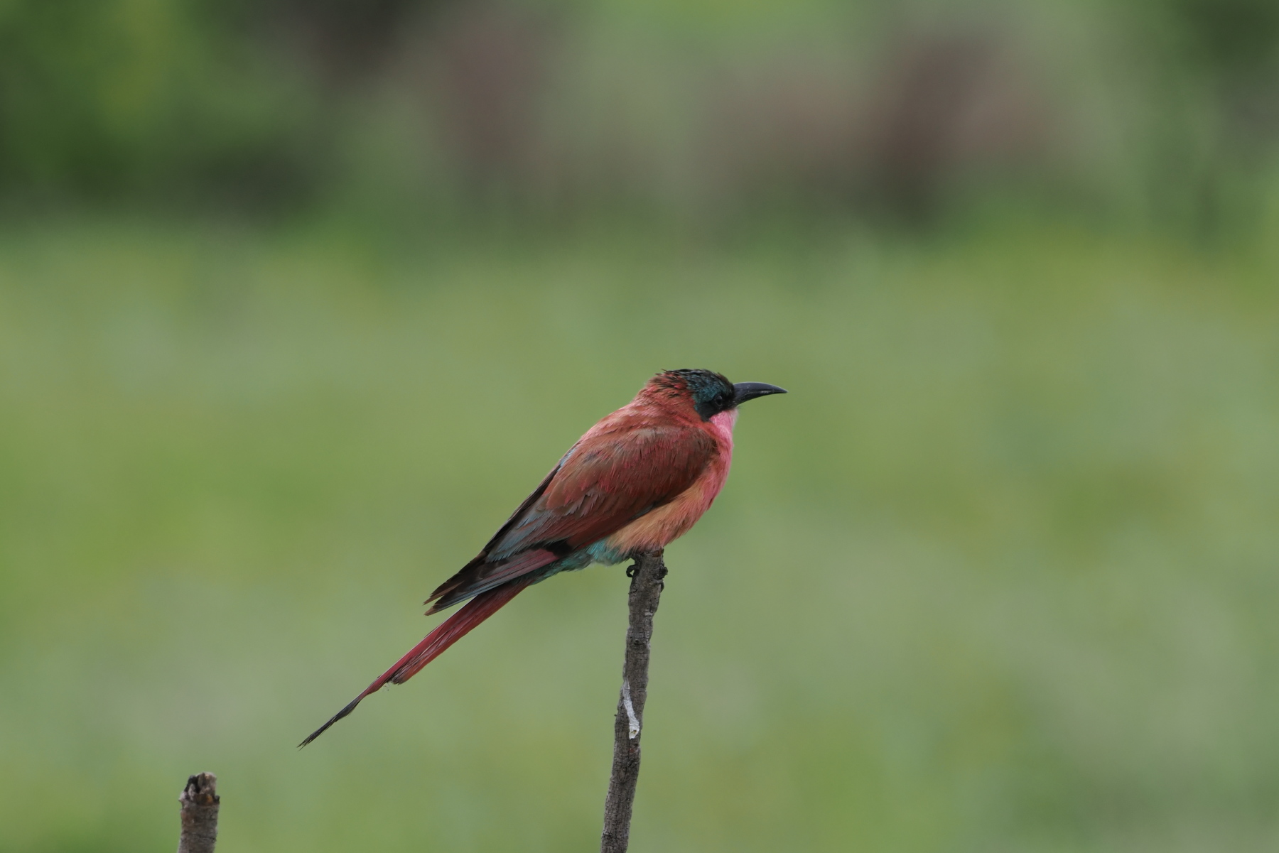 Southern Carmine Bee-eater
