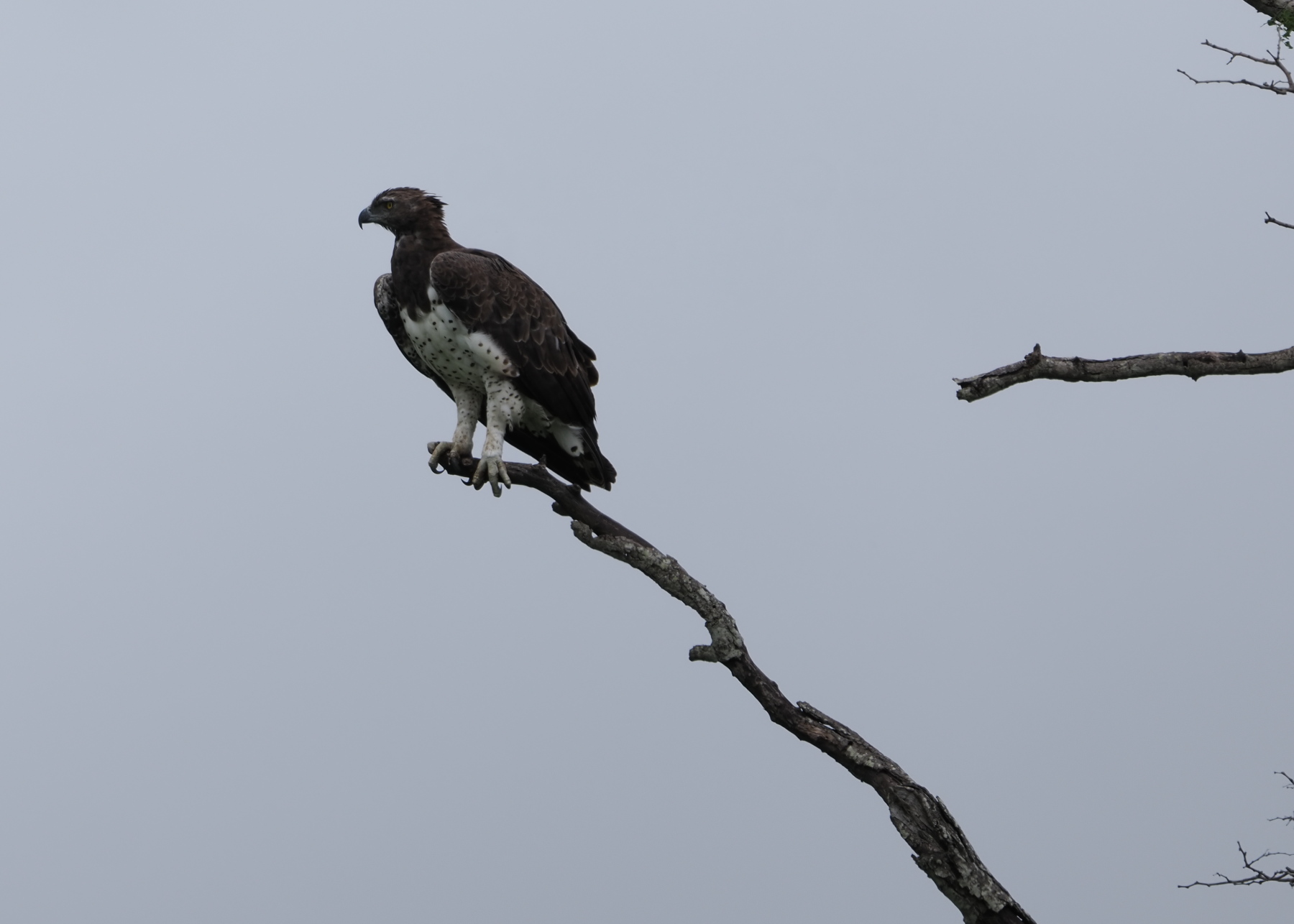 Martial Eagle
