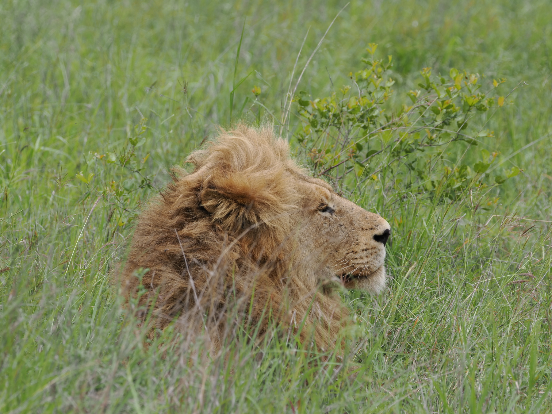 lion in the grass