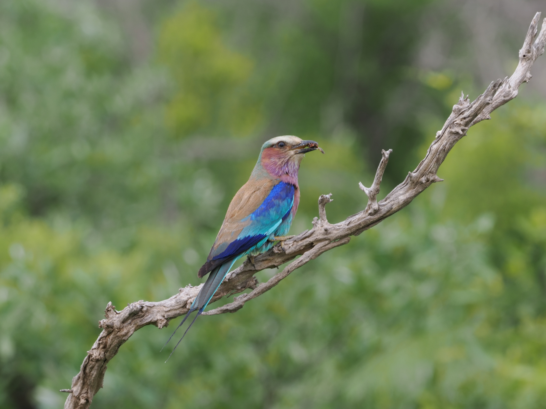 Lilac-breasted roller
