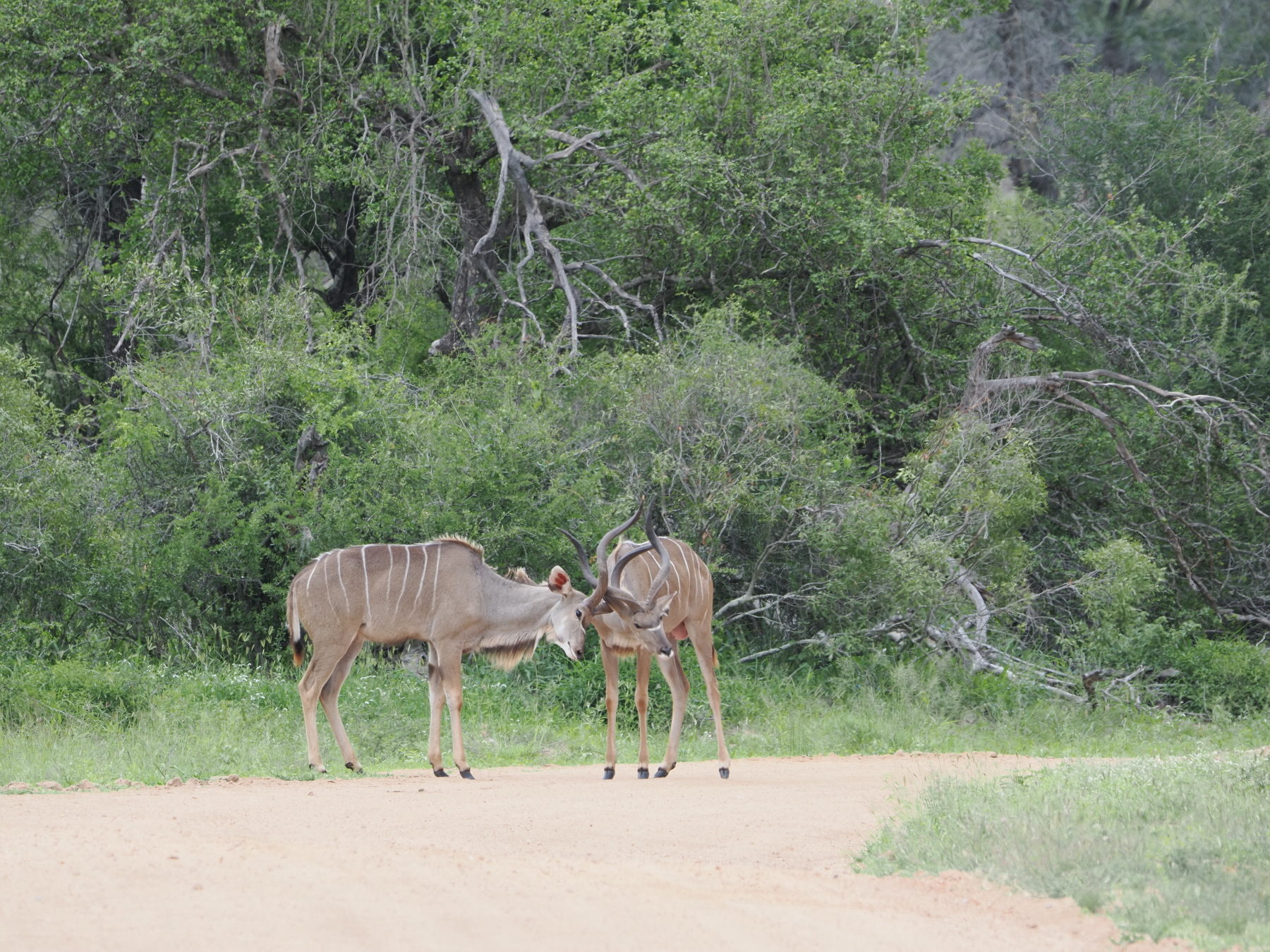 Two kudu's testing each other's strength