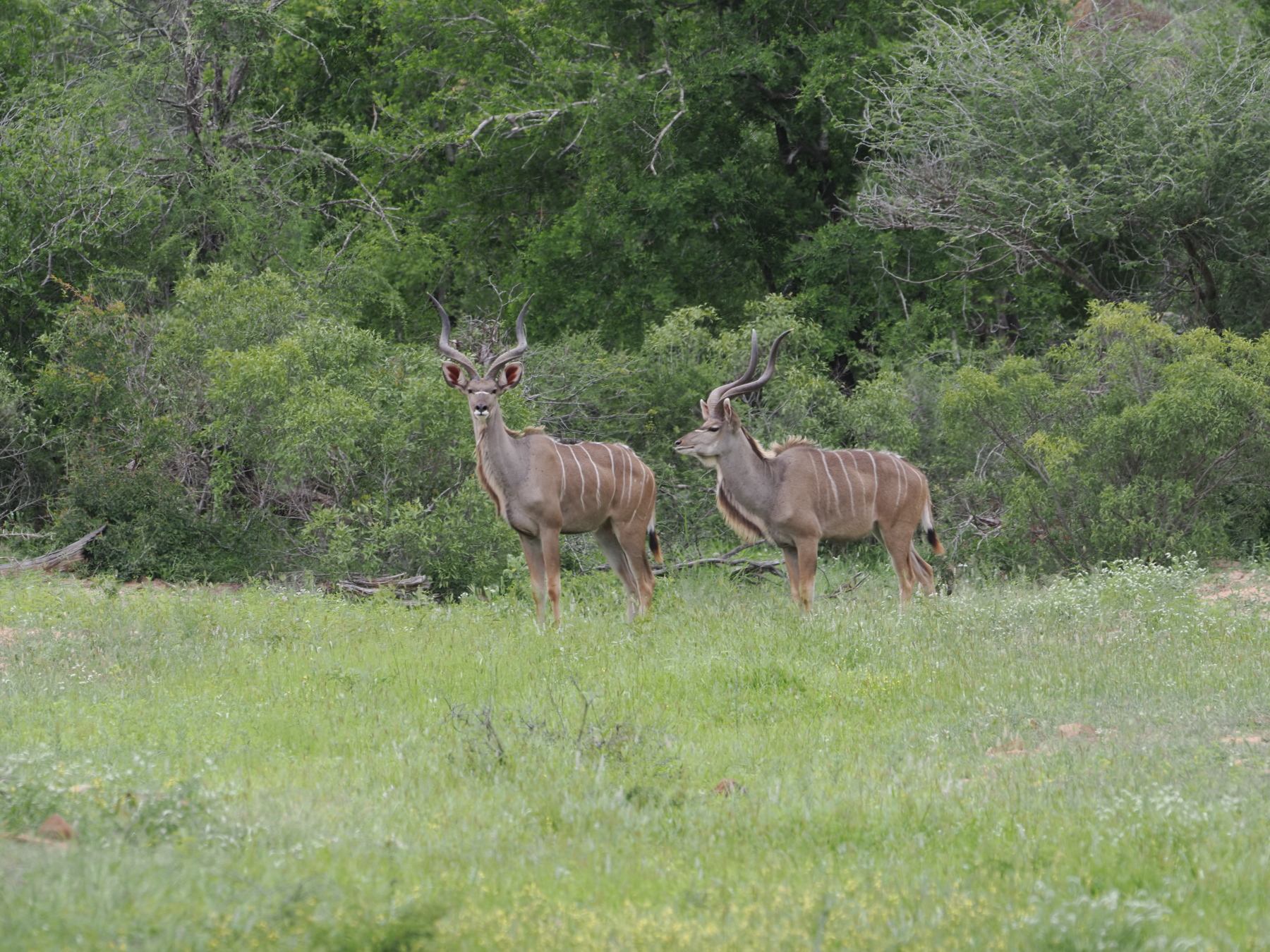 Kudu's