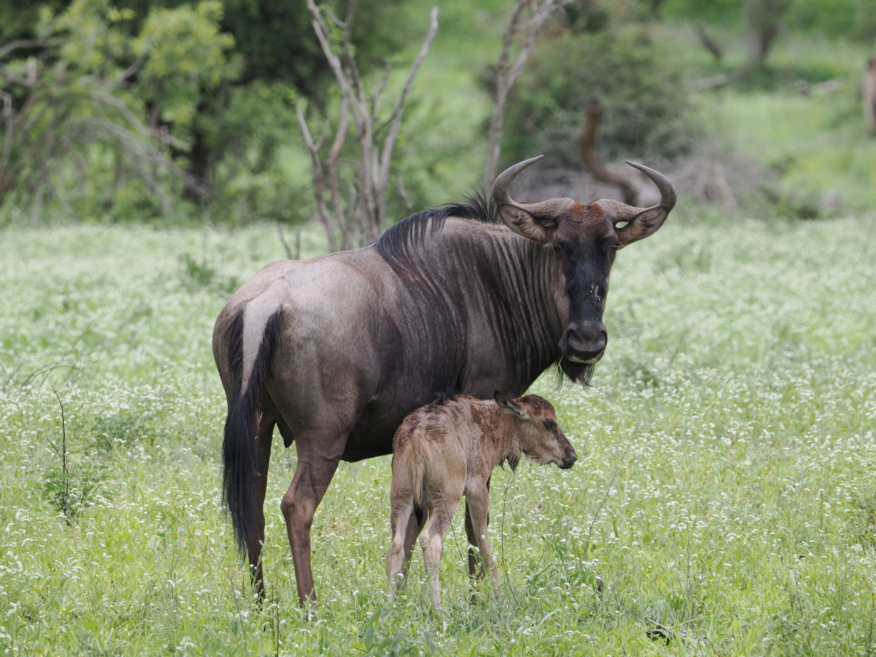 newborn wildebeast