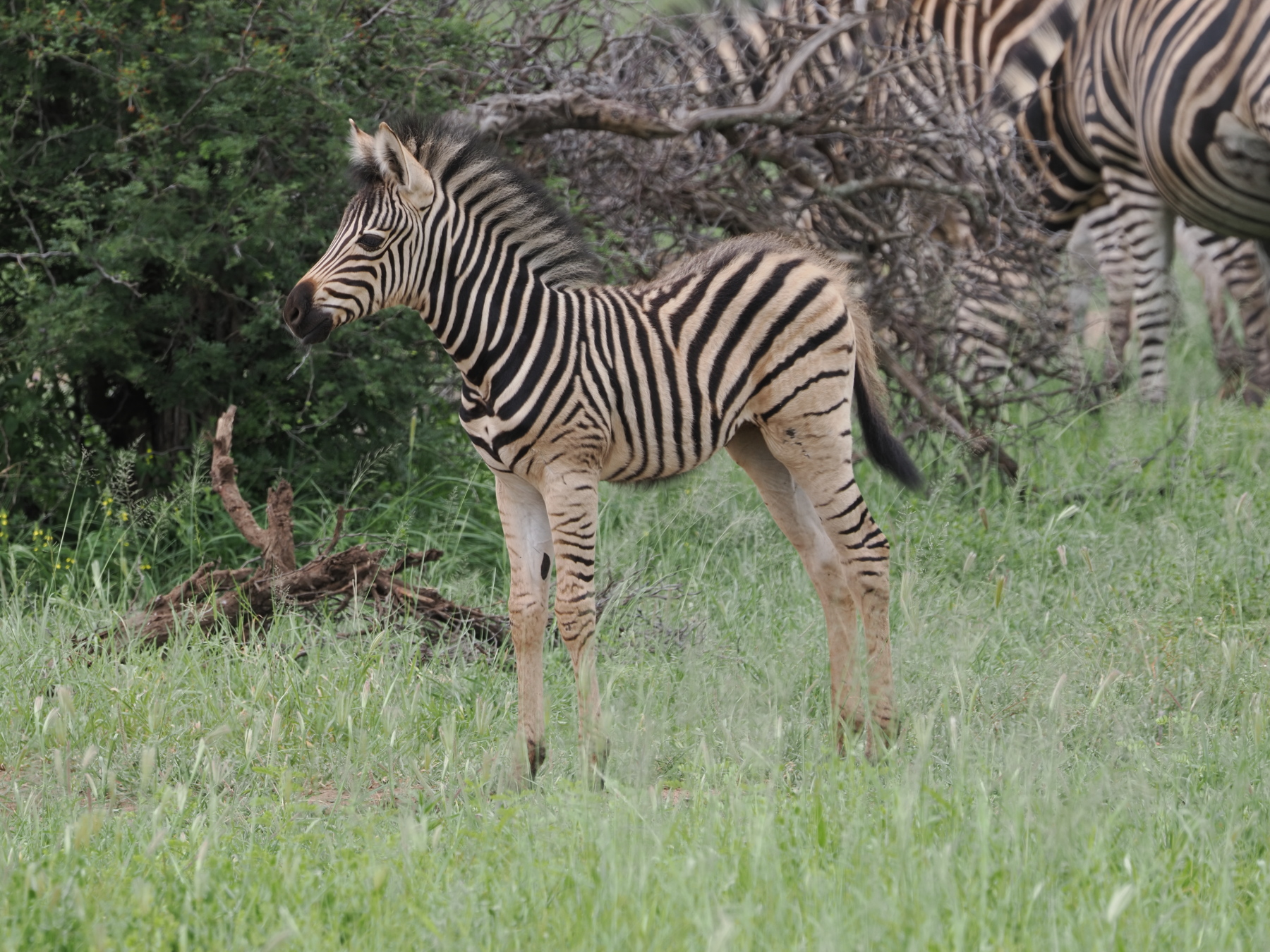 Baby burchill's zebra