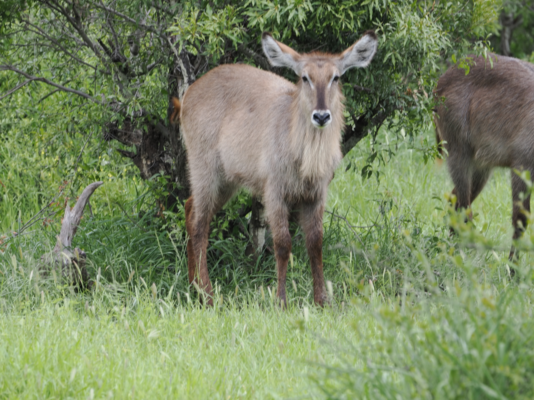 female waterbuck