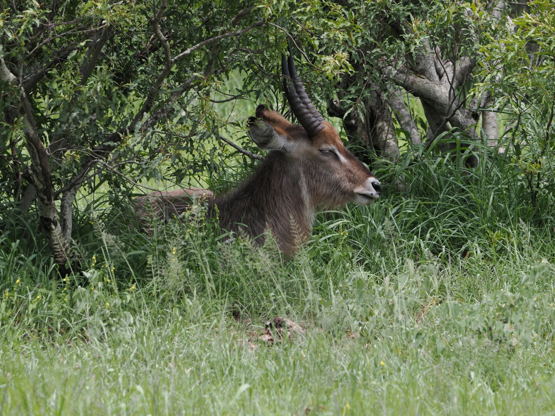 male waterbuck
