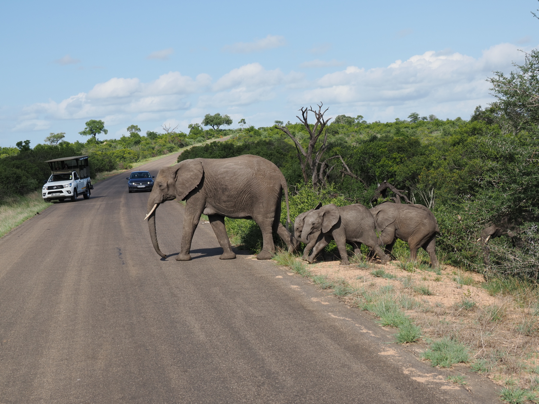 Elephant daycare on a fieldtrip