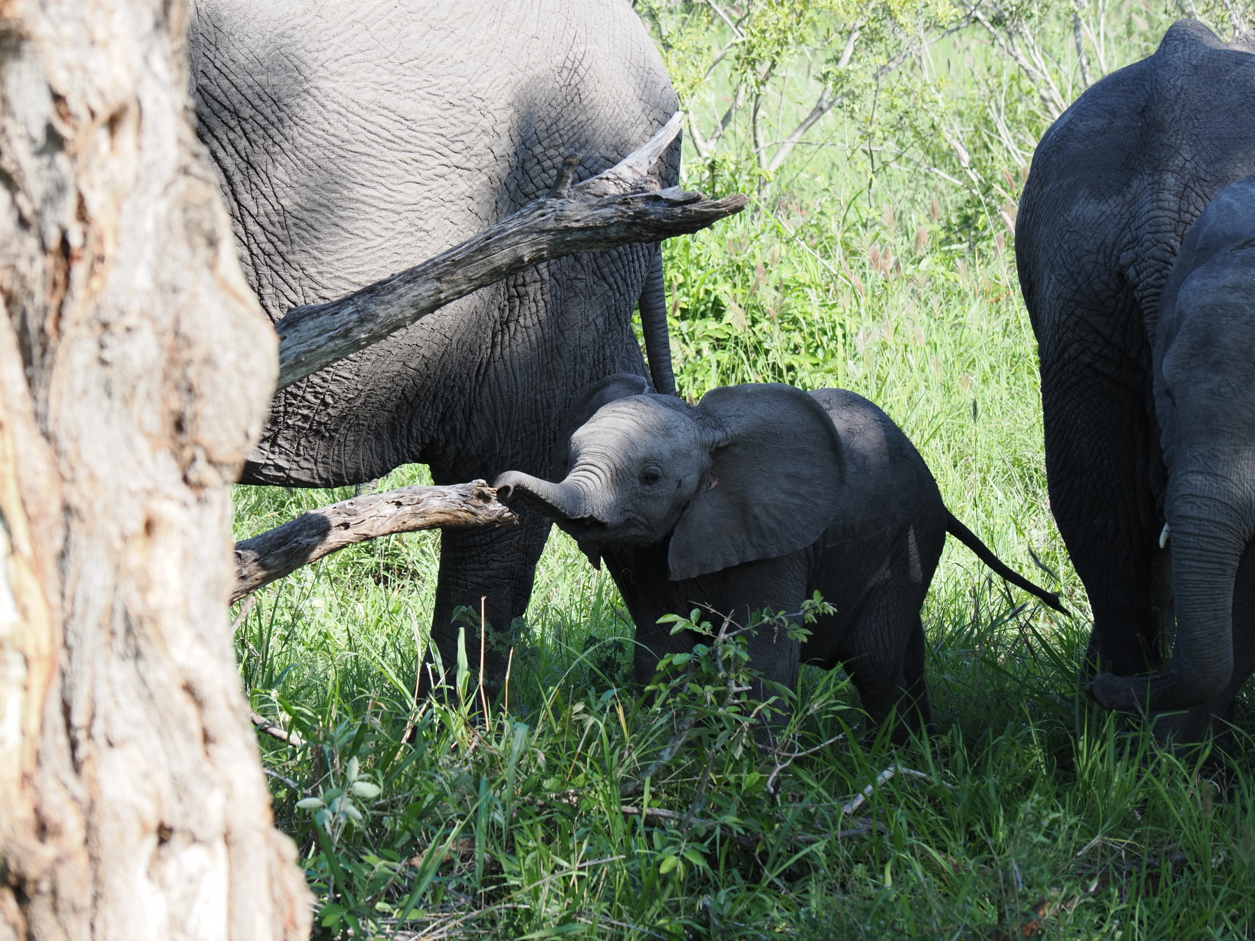 Everything into the mouth.. same as humans