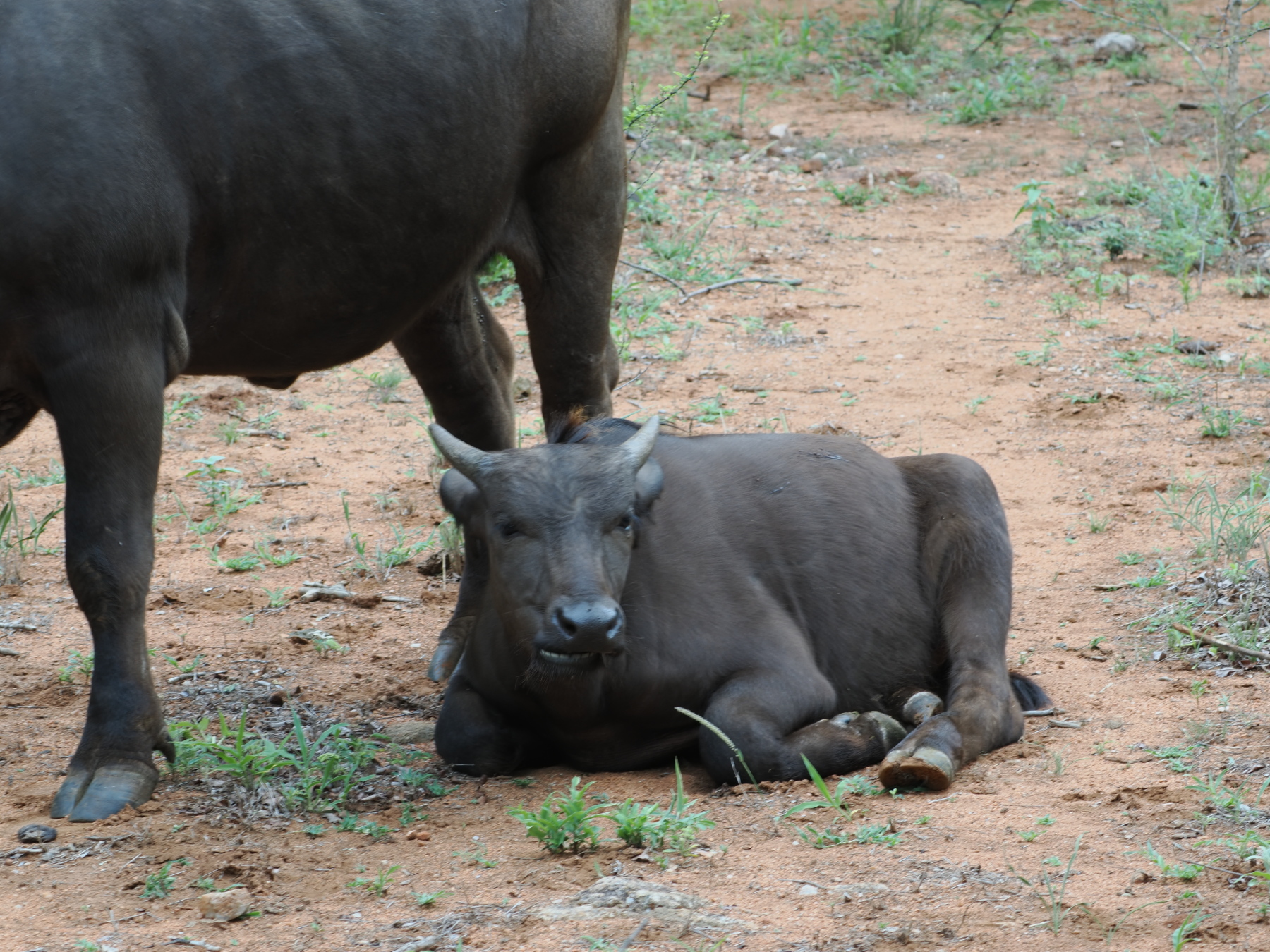 life is good with no predators inside the fence
