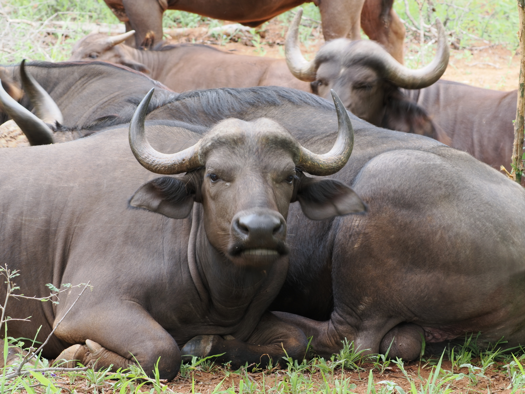 juvenile cape buffalo