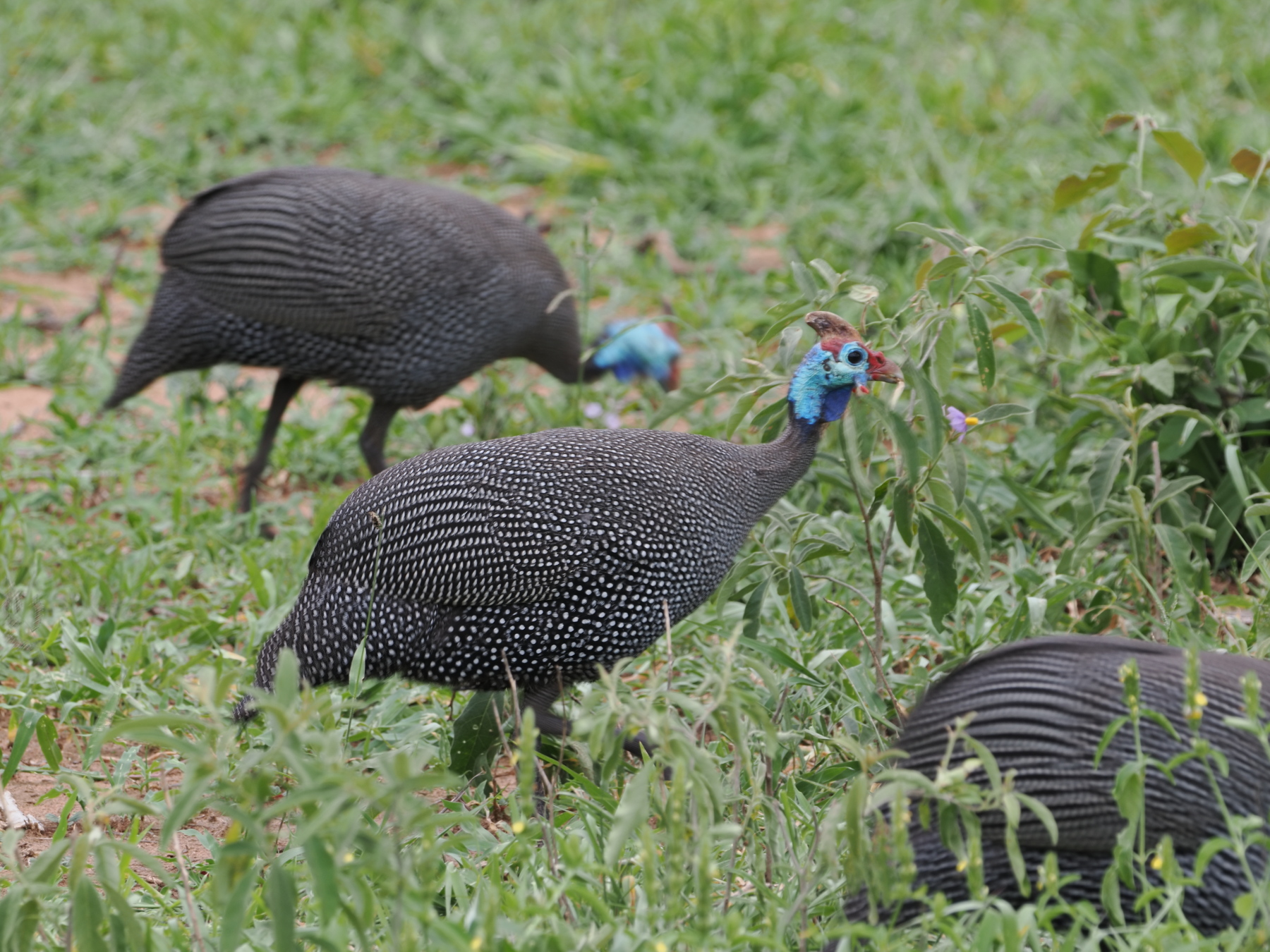 Guinea fowl