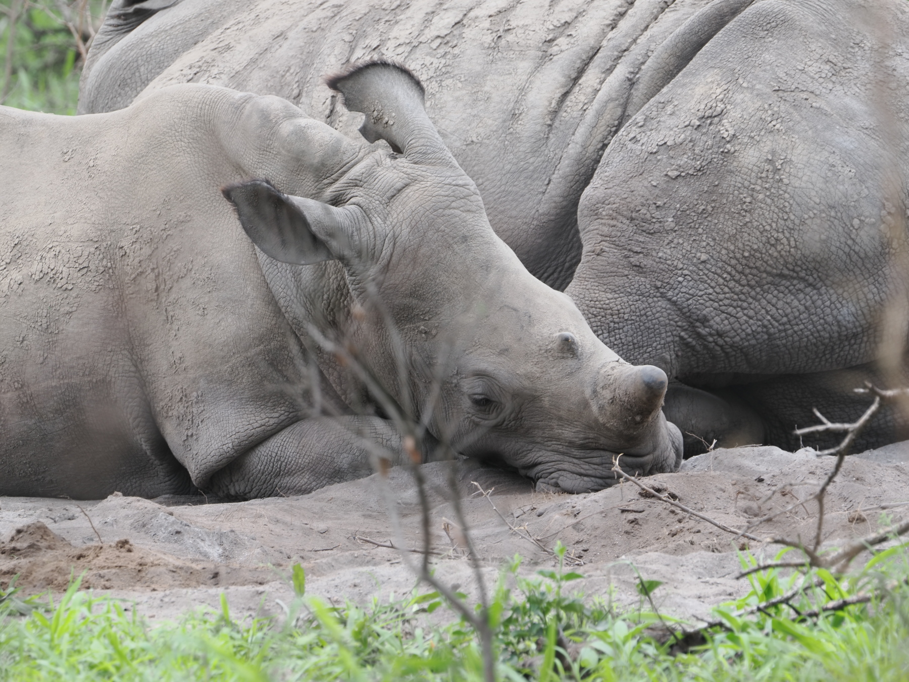 young rhino