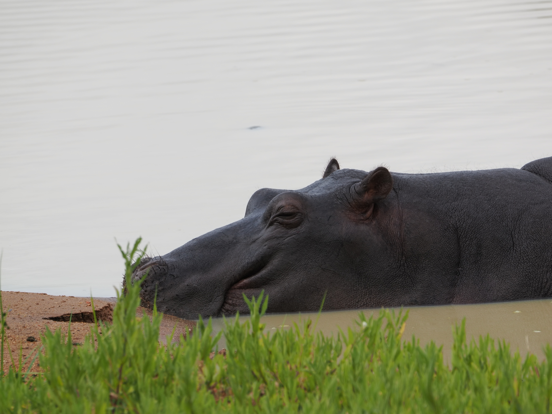 Young hippo getting some sun