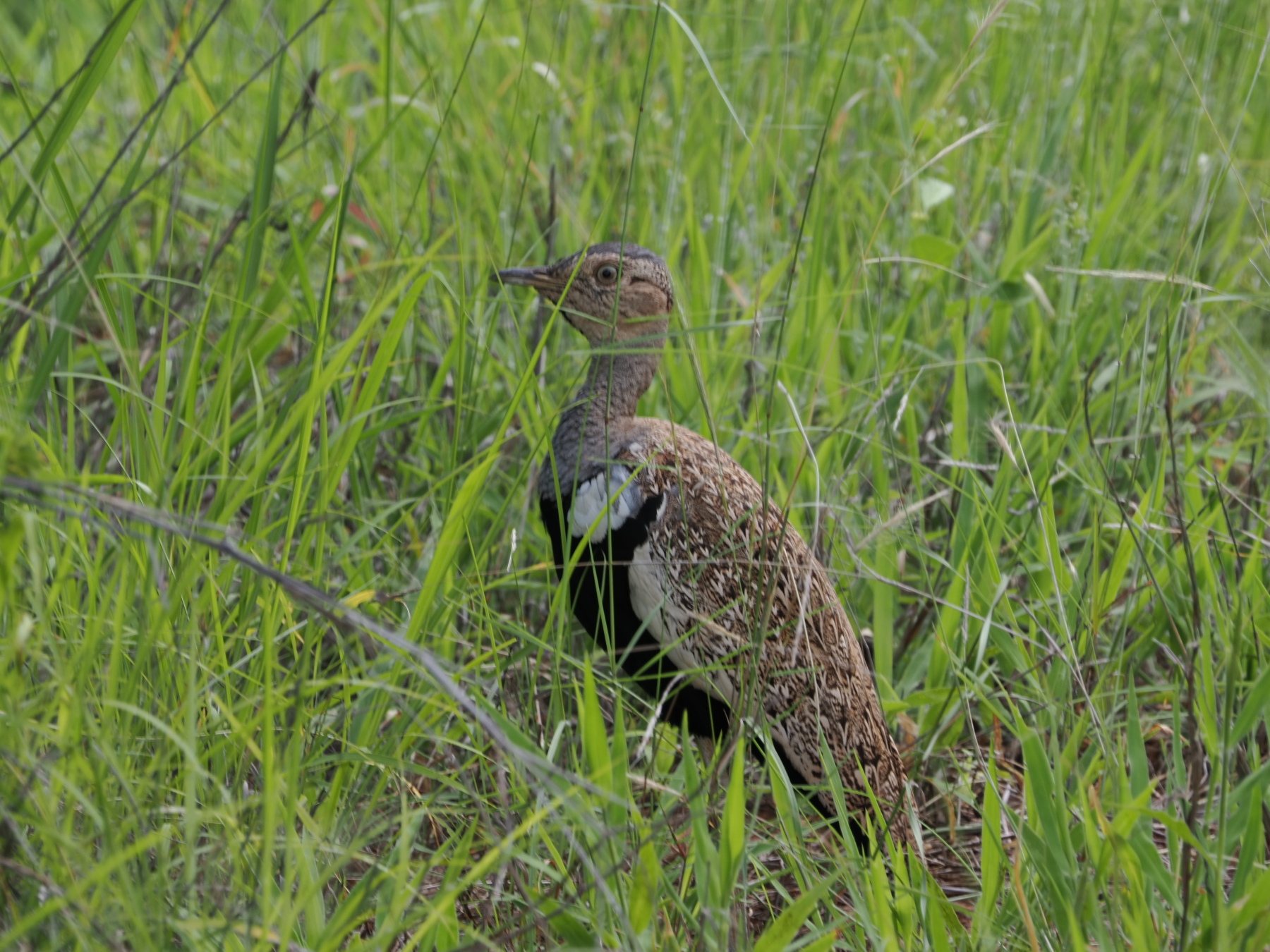 Red crested Korhaan