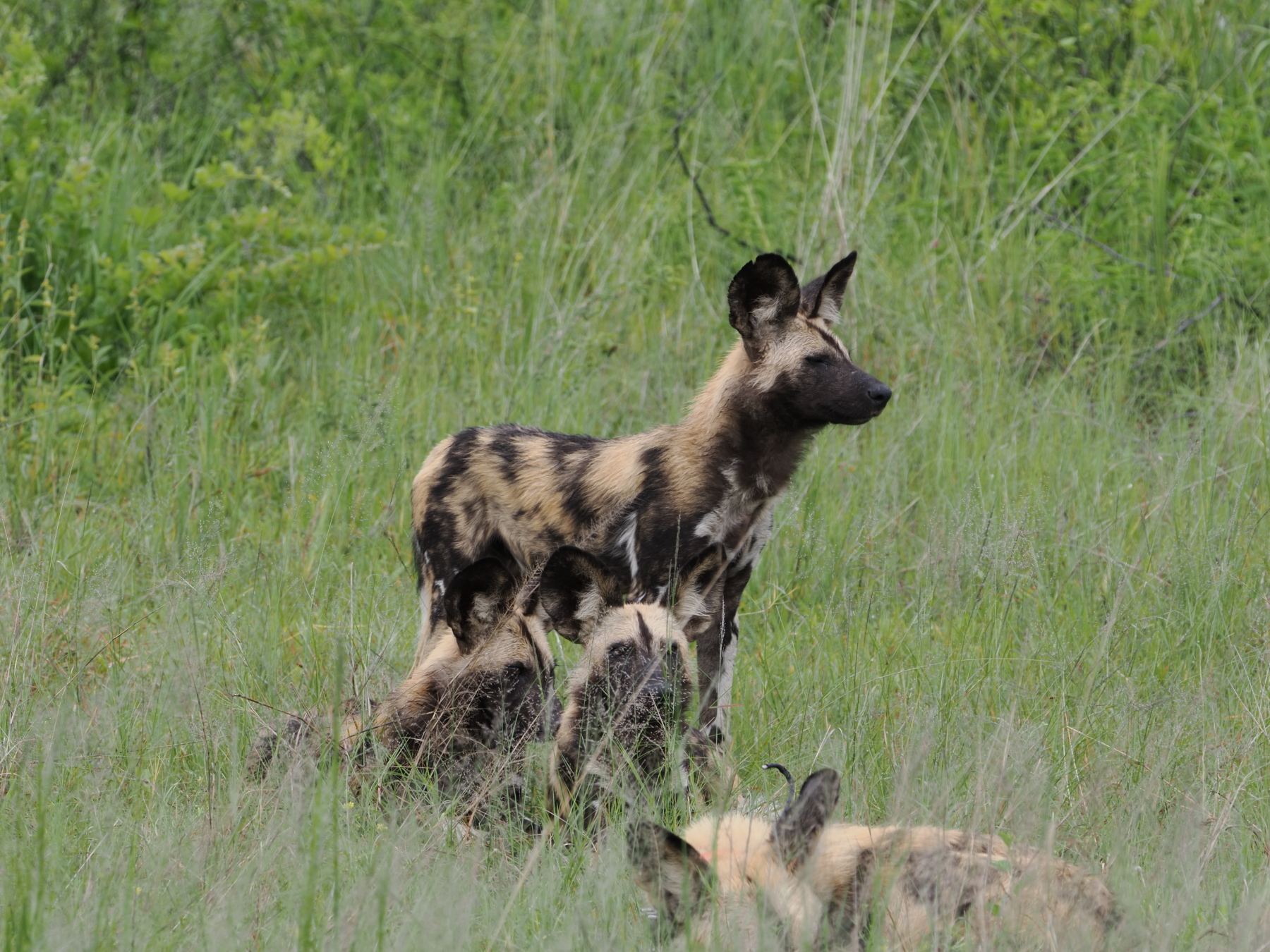 African painted dogs. We're not suppored to call them wild dogs any more.