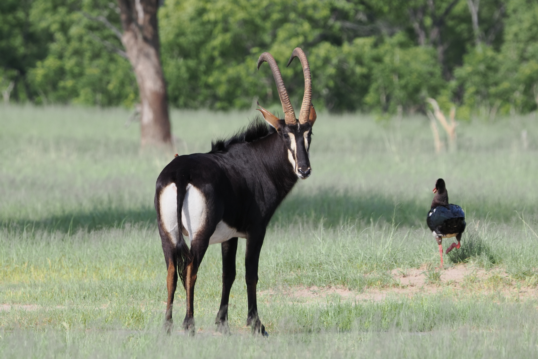 Sable Antelope checking to make sure we saw his 'african salute'.