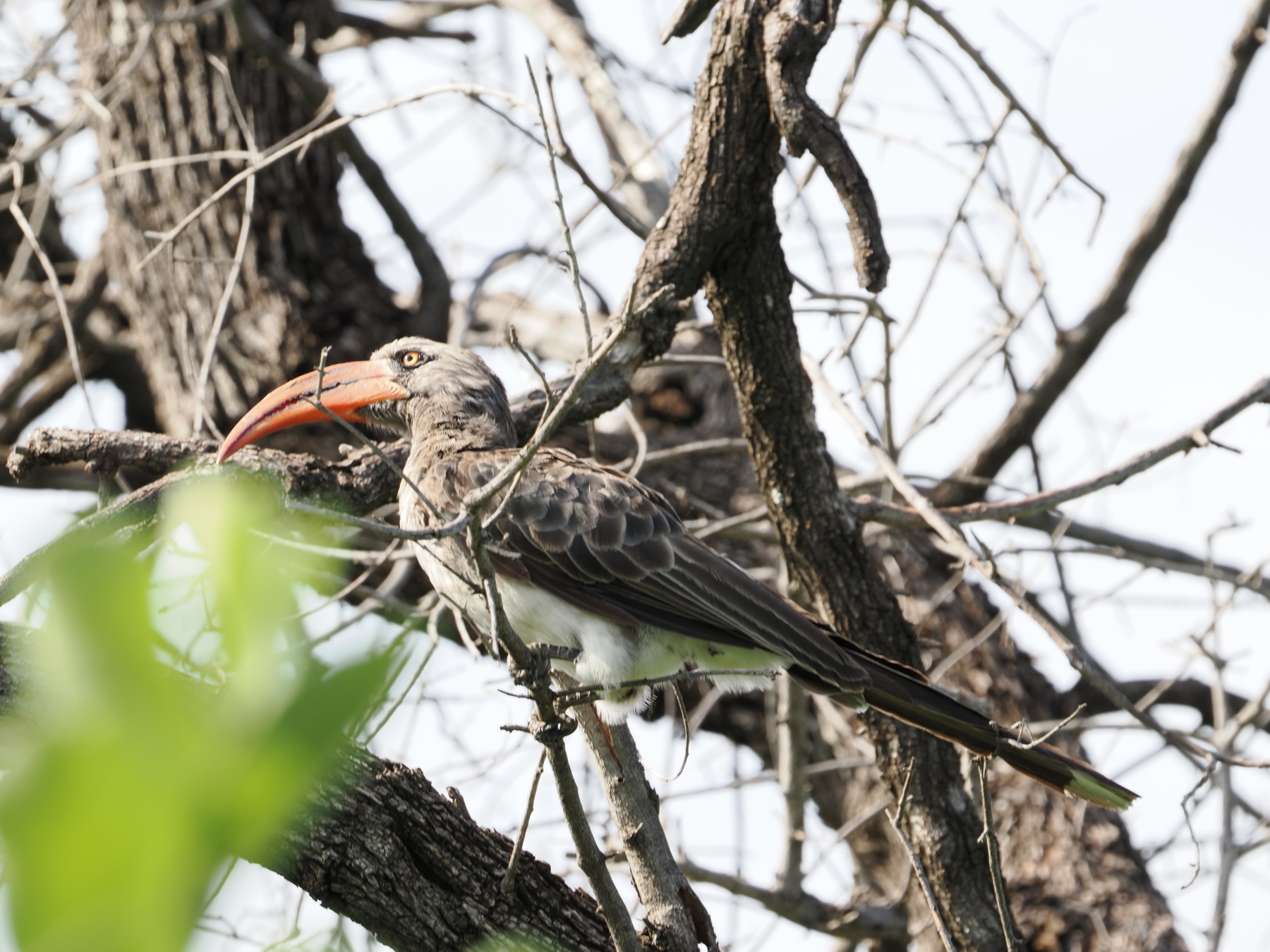 Bradfield's hornbill