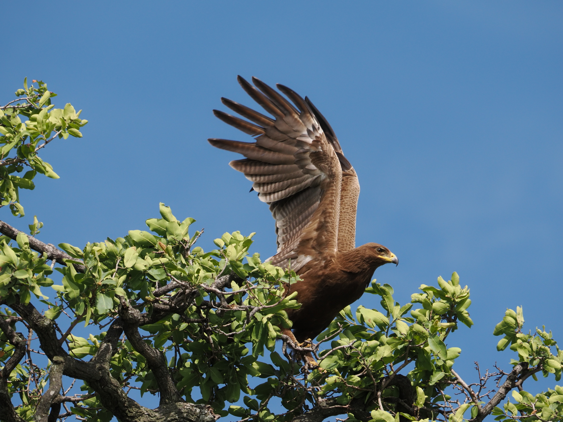 Google lens say Steppe Eagle. I'm not so sure